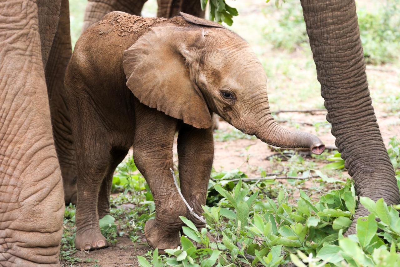 Karongwe Game Reserve 쿠나메 로지 빌라 외부 사진