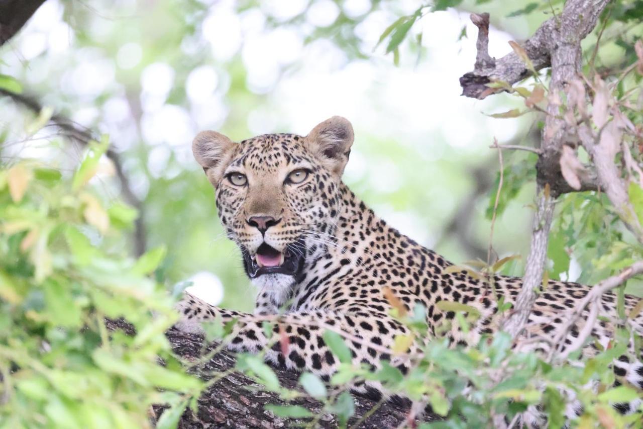 Karongwe Game Reserve 쿠나메 로지 빌라 외부 사진
