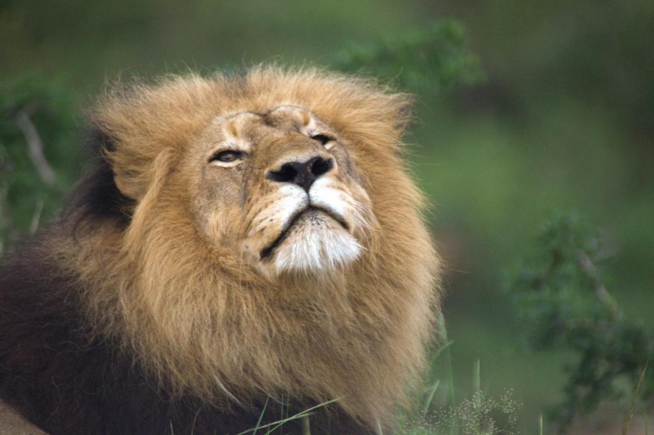 Karongwe Game Reserve 쿠나메 로지 빌라 외부 사진