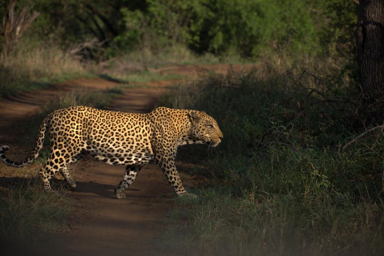 Karongwe Game Reserve 쿠나메 로지 빌라 외부 사진