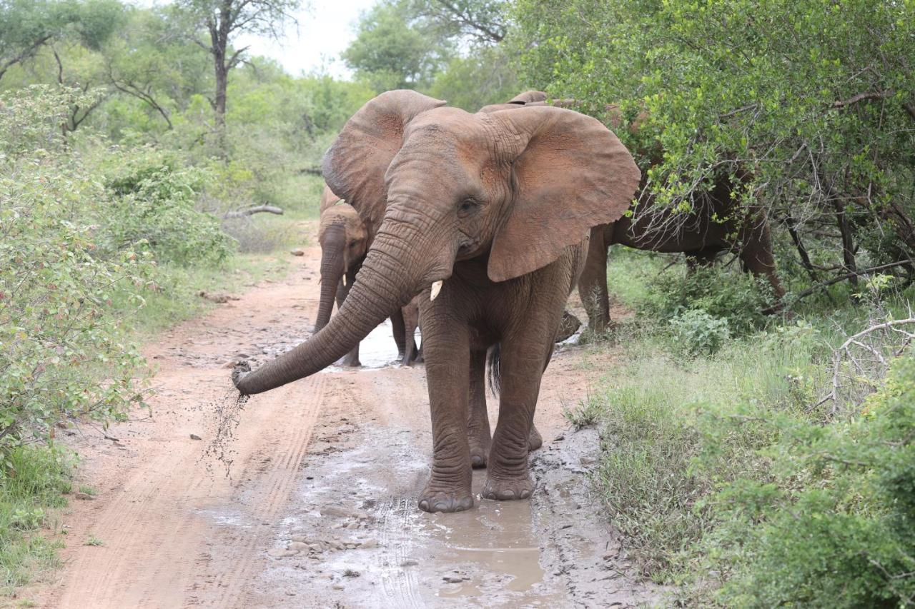 Karongwe Game Reserve 쿠나메 로지 빌라 외부 사진