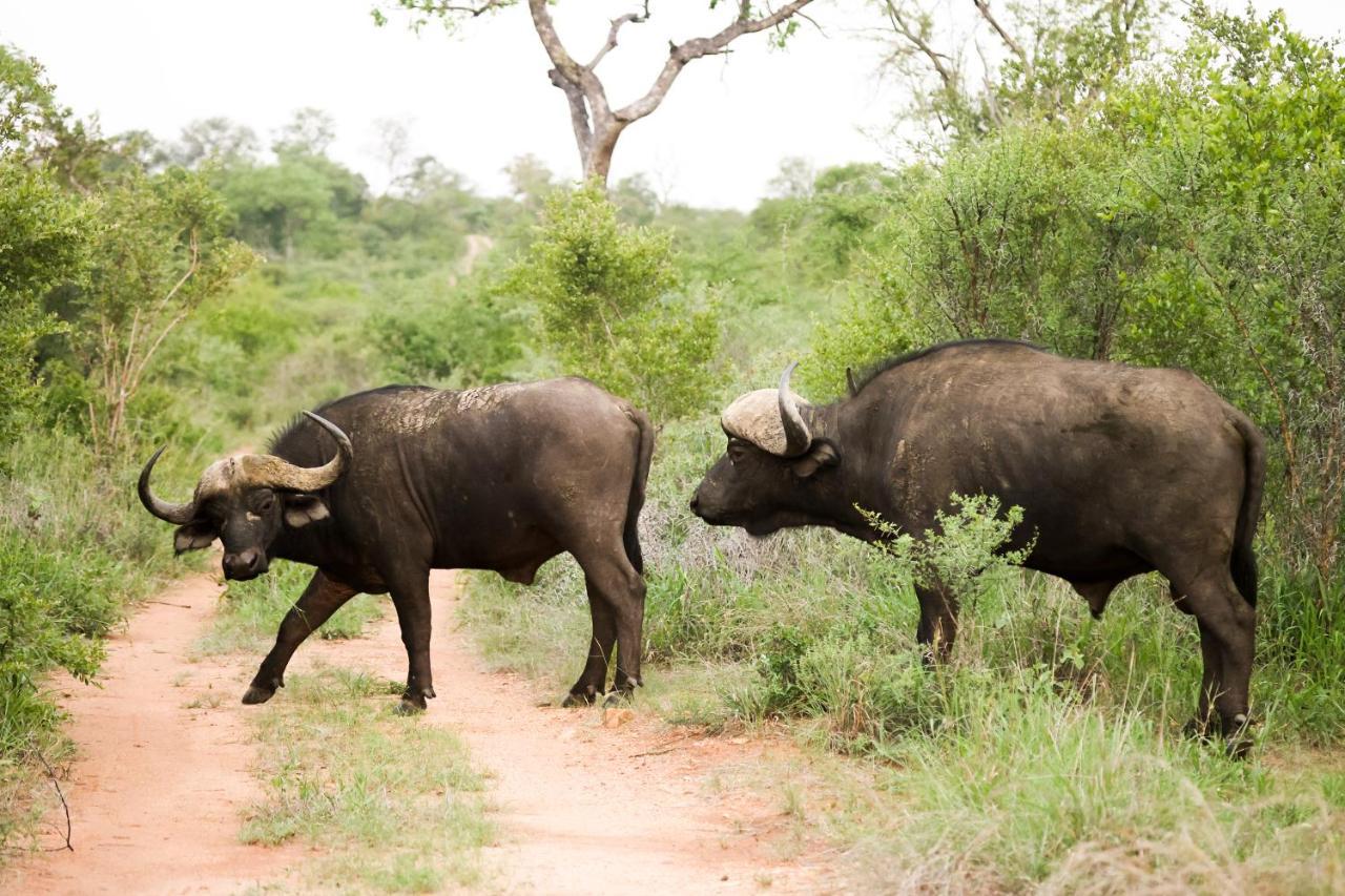 Karongwe Game Reserve 쿠나메 로지 빌라 외부 사진