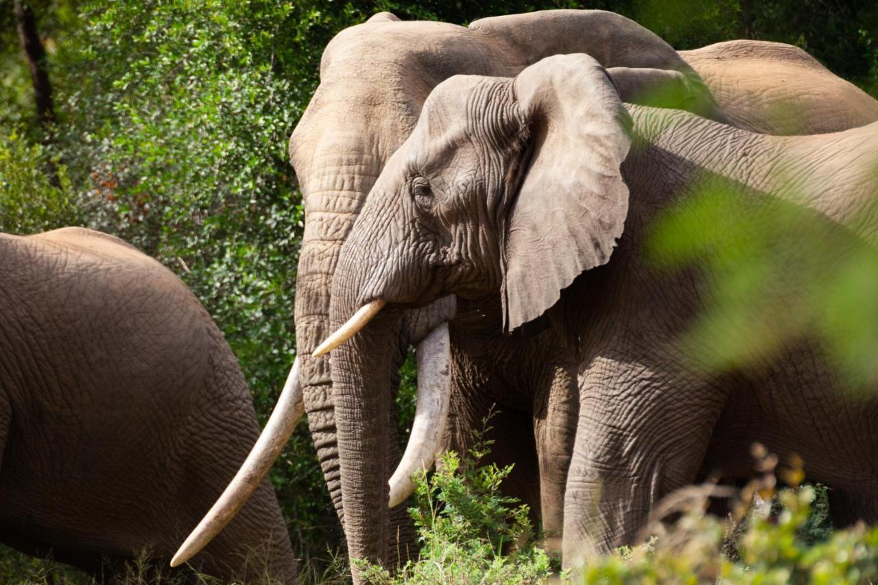 Karongwe Game Reserve 쿠나메 로지 빌라 외부 사진