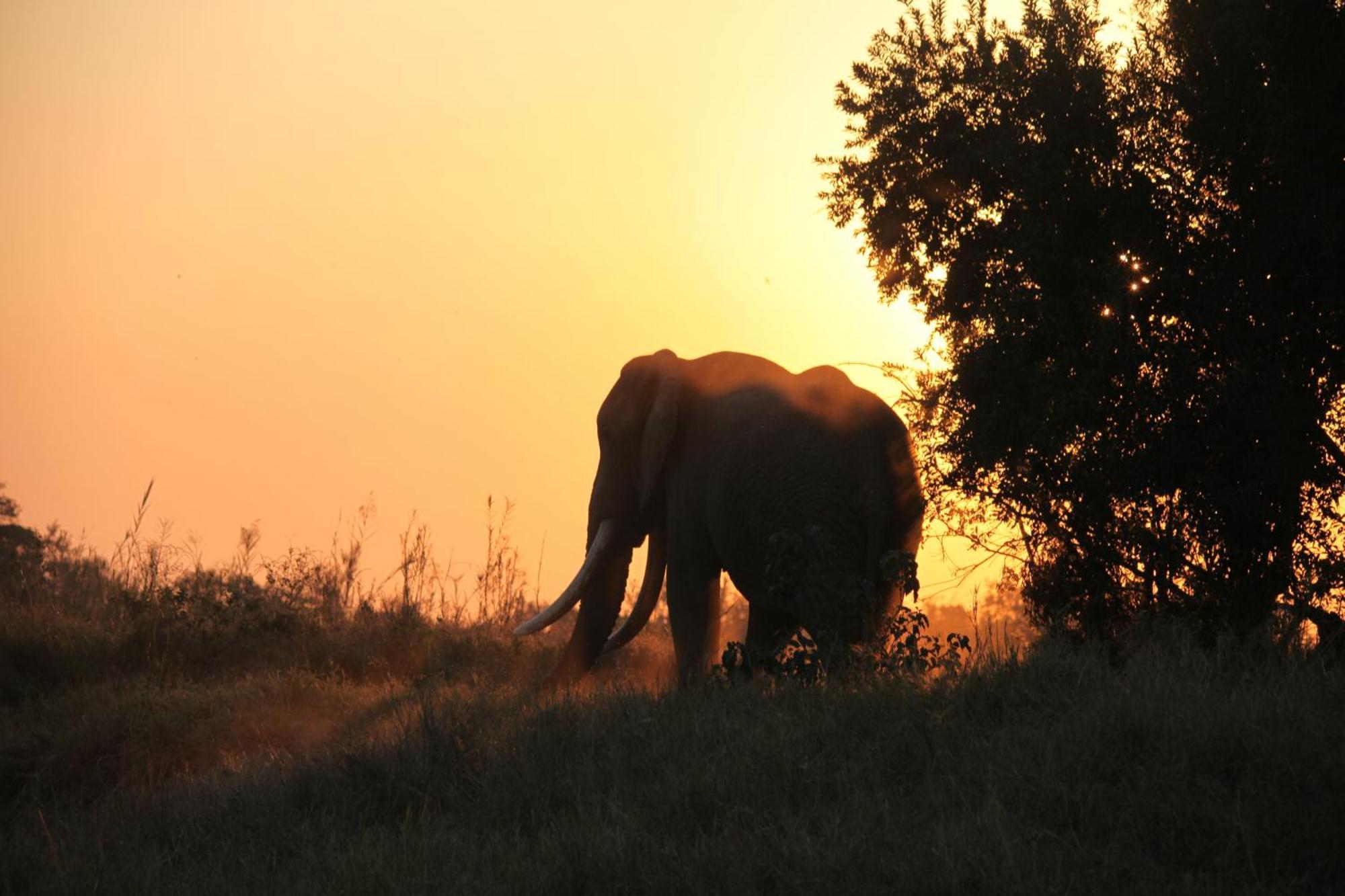 Karongwe Game Reserve 쿠나메 로지 빌라 외부 사진
