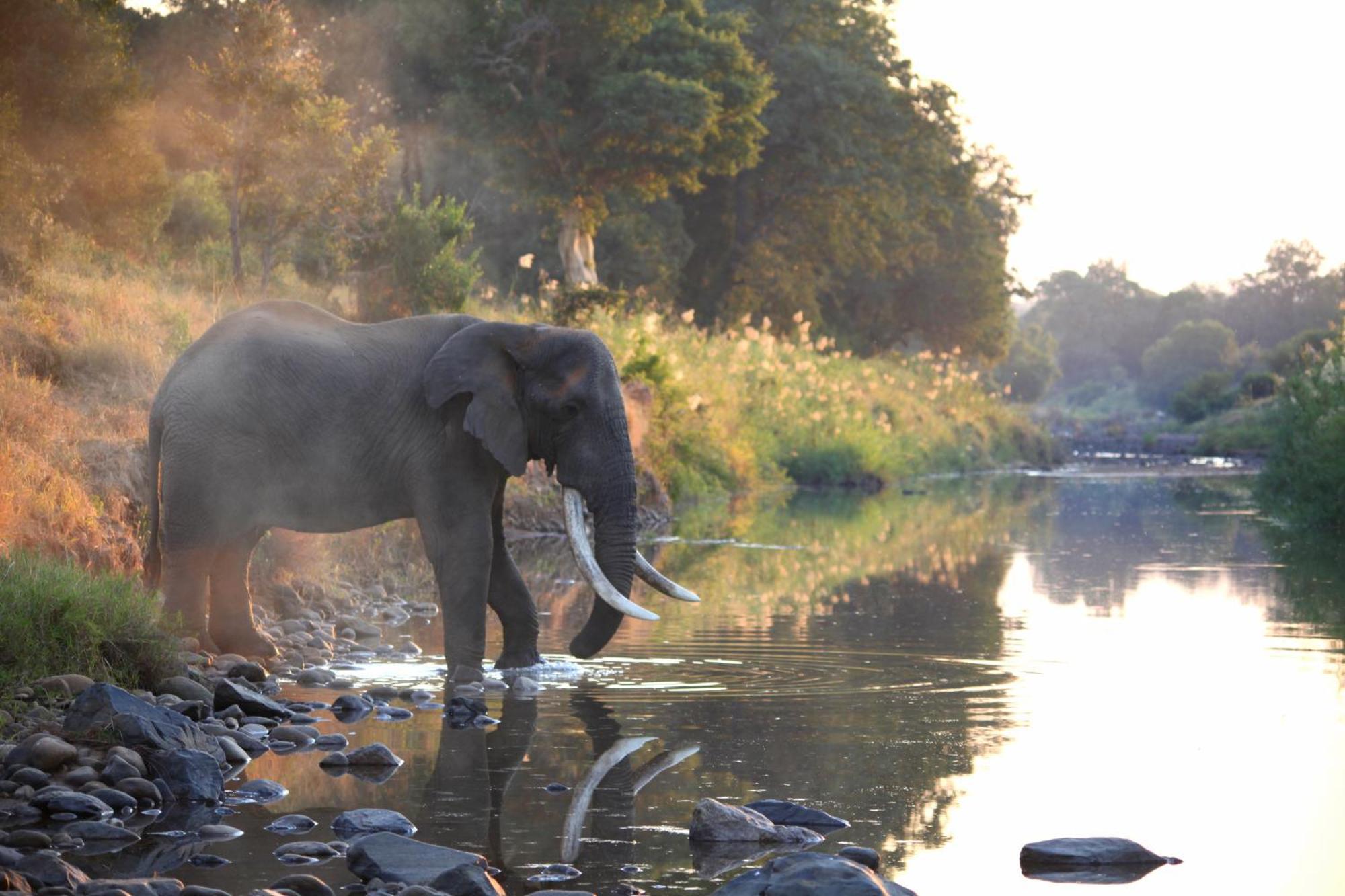 Karongwe Game Reserve 쿠나메 로지 빌라 외부 사진